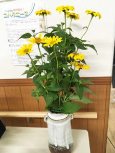 キクイモモドキの黄色い花